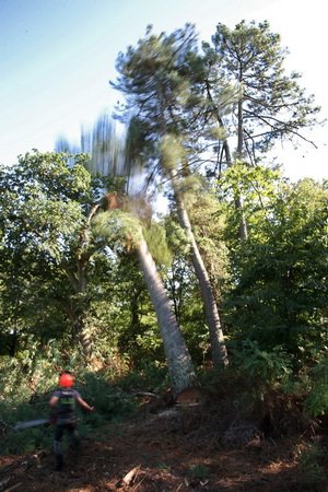 Forest24 felling