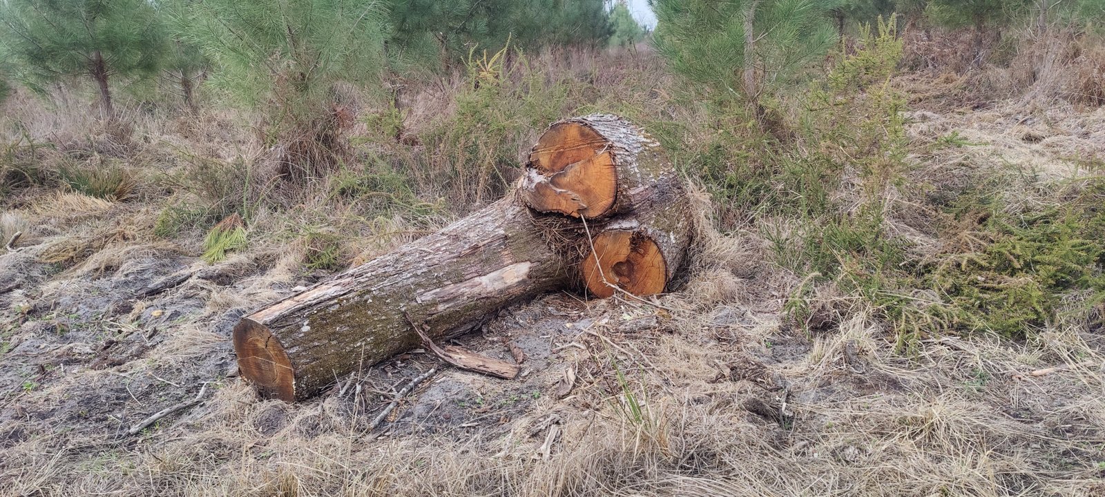 Une bite en bois massif